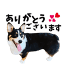 コーギー茶々麻呂くんのスタンプ vol.1（個別スタンプ：8）