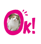 わらびと愉快な仲間たち！！（個別スタンプ：1）