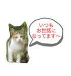 わらびと愉快な仲間たち！！（個別スタンプ：4）