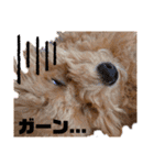 トイプードルのポン太（個別スタンプ：4）