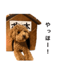 トイプードルのポン太（個別スタンプ：5）