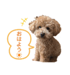 トイプードルのポン太（個別スタンプ：6）