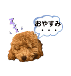 トイプードルのポン太（個別スタンプ：8）