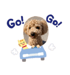 トイプードルのポン太（個別スタンプ：13）