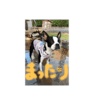 ボストンReno（個別スタンプ：7）