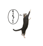 ミャーとミュウの日常（個別スタンプ：12）