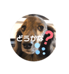 ミニチュアダックス、ジロくんのスタンプ3（個別スタンプ：10）