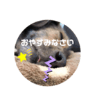 ミニチュアダックス、ジロくんのスタンプ3（個別スタンプ：11）