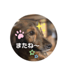 ミニチュアダックス、ジロくんのスタンプ3（個別スタンプ：12）