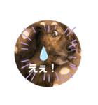 ミニチュアダックス、ジロくんのスタンプ3（個別スタンプ：16）