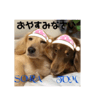 可愛い兄弟トムくん＆蒼空くん（個別スタンプ：11）