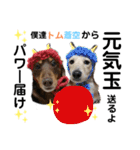 可愛い兄弟トムくん＆蒼空くん（個別スタンプ：16）