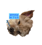 古川綾音と愛犬フェル♂と愉快な仲間たち（個別スタンプ：2）