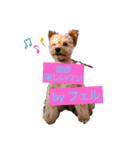 古川綾音と愛犬フェル♂と愉快な仲間たち（個別スタンプ：8）