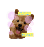 古川綾音と愛犬フェル♂と愉快な仲間たち（個別スタンプ：12）