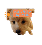 古川綾音と愛犬フェル♂と愉快な仲間たち（個別スタンプ：16）