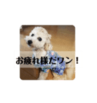 ポノちゃんスタンプその7（個別スタンプ：2）