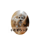 ポノちゃんスタンプその7（個別スタンプ：3）