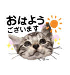 猫だんご3兄妹♪日常パック（個別スタンプ：1）