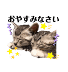 猫だんご3兄妹♪日常パック（個別スタンプ：2）