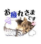 猫だんご3兄妹♪日常パック（個別スタンプ：4）
