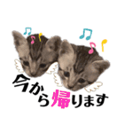 猫だんご3兄妹♪日常パック（個別スタンプ：7）