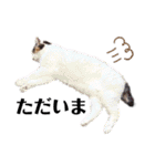 猫だんご3兄妹♪日常パック（個別スタンプ：8）