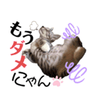 猫だんご3兄妹♪日常パック（個別スタンプ：9）