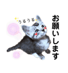 猫だんご3兄妹♪日常パック（個別スタンプ：11）