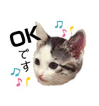 猫だんご3兄妹♪日常パック（個別スタンプ：13）