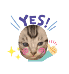 猫だんご3兄妹♪日常パック（個別スタンプ：15）