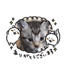 猫だんご3兄妹♪日常パック（個別スタンプ：16）