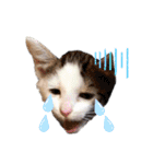 猫だんご3兄妹♪日常パック（個別スタンプ：19）