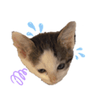 猫だんご3兄妹♪日常パック（個別スタンプ：20）