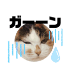 猫だんご3兄妹♪日常パック（個別スタンプ：21）