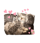 猫だんご3兄妹♪日常パック（個別スタンプ：25）