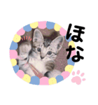 猫だんご3兄妹♪日常パック（個別スタンプ：27）