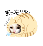 猫だんご3兄妹♪日常パック（個別スタンプ：29）