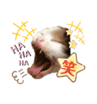 猫だんご3兄妹♪日常パック（個別スタンプ：31）