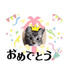 猫だんご3兄妹♪日常パック（個別スタンプ：34）