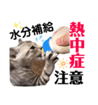 猫だんご3兄妹♪日常パック（個別スタンプ：35）