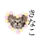 猫だんご3兄妹♪日常パック（個別スタンプ：36）
