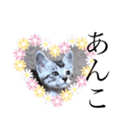 猫だんご3兄妹♪日常パック（個別スタンプ：37）