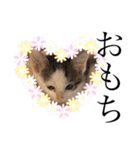 猫だんご3兄妹♪日常パック（個別スタンプ：38）