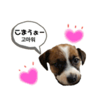 わが家の愛犬スタンプ第1弾（個別スタンプ：9）