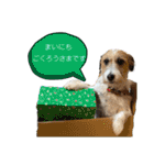 わが家の愛犬スタンプ第1弾（個別スタンプ：10）