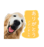 わが家の愛犬スタンプ第1弾（個別スタンプ：21）