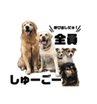 わが家の愛犬スタンプ第1弾（個別スタンプ：26）
