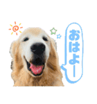 わが家の愛犬スタンプ第1弾（個別スタンプ：28）