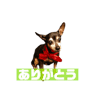 かわいいルイたん（個別スタンプ：8）
